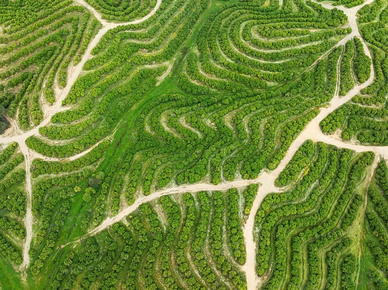 Cultivated orange trees (Citrus sinensis) and network of agricultural roads. Aerial view. Drone shot. Huelva province, Andalusia, Spain, Europe