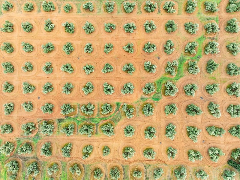 Cultivated olive trees (Olea europaea). Aerial view. Drone shot. Jaén province, Andalusia, Spain, Europe