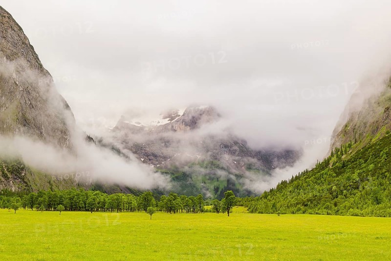 Nature conservancy area Grosser Ahornboden. Sycamore maple trees, Acer pseudoplatanus, in summer. Karwendel mountains in the background. Eng valley, Tyrol, Austria, Europe