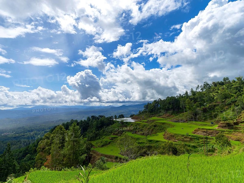 Rice fields, rice terraces, landscape near Limbong, Tana Toraja, Sulawesi, Indonesia, Asia