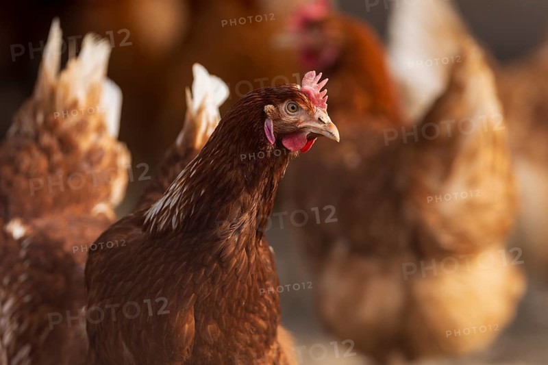 Brown hen in the foreground, surrounded by blurred conspecifics in the background, domestic fowl, Rhineland-Palatinate, Germany, Europe