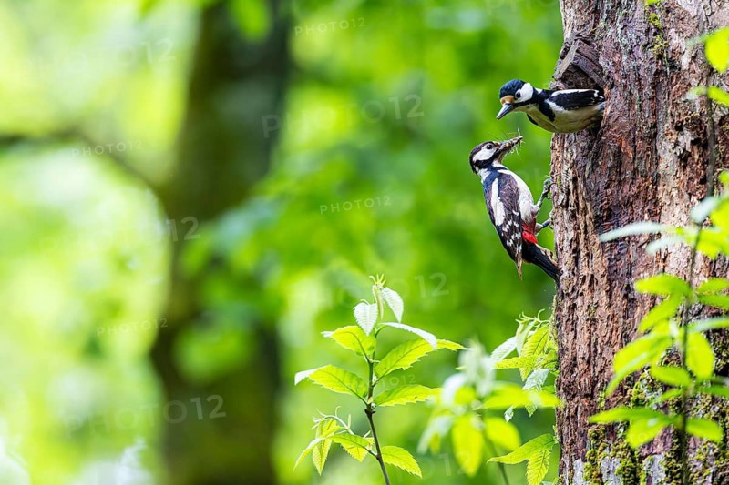 Great spotted woodpecker (Dendrocopos major), male shortly in front of departure from breeding den, female waiting with insects in her beak, Bad Homburg, Hesse, Germany, Europe
