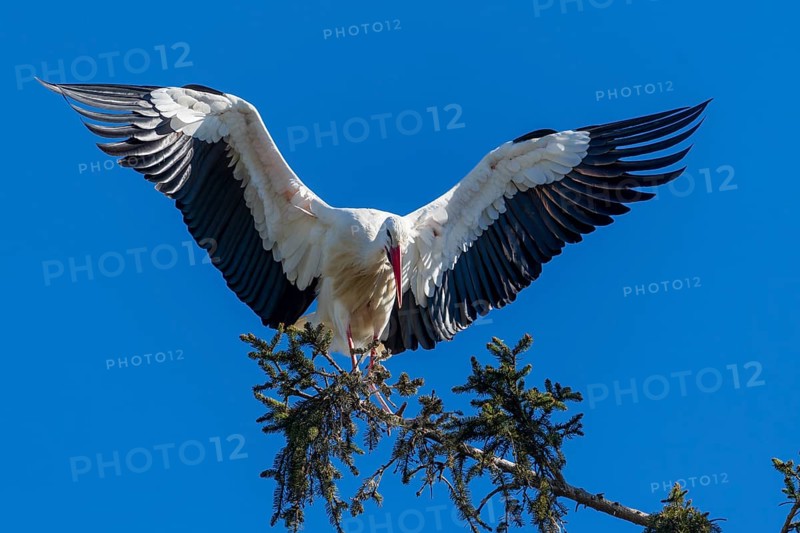 Stork with spread wings balancing on a branch under a bright blue sky, White Stork (Ciconia ciconia), wildlife, Germany, Europe