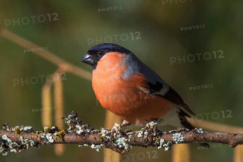 A male bullfinch (Pyrrhula pyrrhula) sitting on a branch in a natural environment, Baden-Württemberg, Germany, Europe