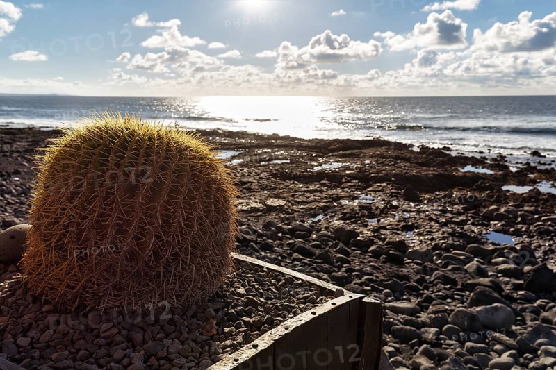 Cactus in a flower pot, rocky west coast, black lava coast, coastline, backlight, El Golfo, Yaiza, Lanzarote, Spain, Europe