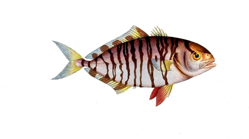 Fish, fishes, group of perch relatives, Scomber fascinatus, the banded mackerel, the streaked Mackrel, Historical, digitally restored reproduction from a 19th century original, Record date not stated