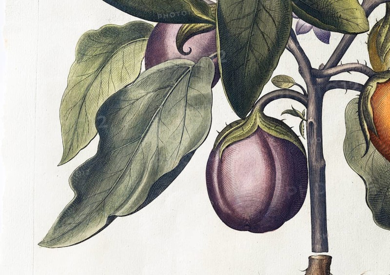 Aubergine (Solanum melongena) or egg plant, hand-coloured copperplate engraving by Basilius Besler, from Hortus Eystettensis, 1613Aubergine (Solanum melongena) or egg plant