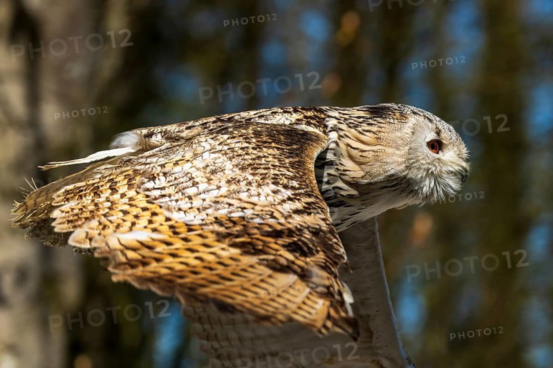 Flying owl with detailed patterns on the wings in daylight, Siberian Eagle Owl (Bubo bubosibiricus), Germany, Europe
