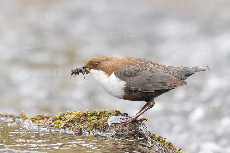 White-throated Dipper (Cinclus cinclus) on a mossy stone on the bank of a river, with caddis fly larvae in its beak, wildlife, nature photography, songbird, Siegerland, North Rhine-Westphalia, Germany, Europe