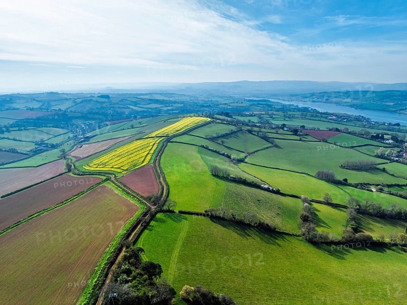 Rapeseed fields over the River Teign from a drone, Teignmouth, Shaldon, Devon, England, United Kingdom, Europe