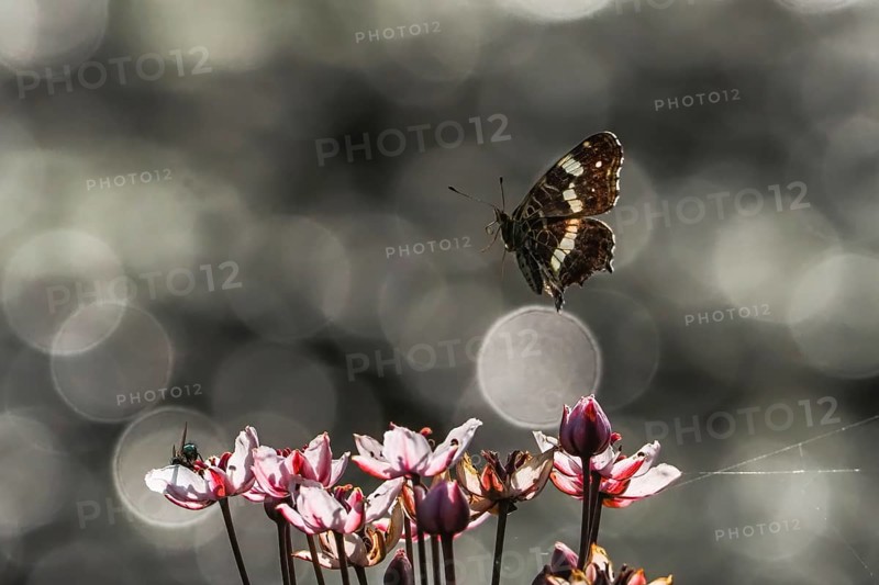 A map butterfly (Araschnia levana) flies over pink flowers, sparkling background, Hesse, Germany, Europe