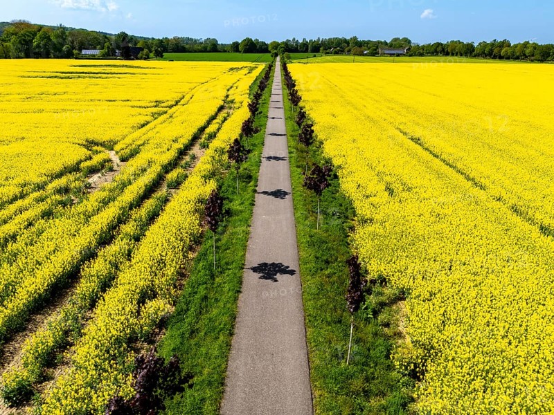 The avenue cycle path between Xanten and Marienbaum, Kalkar, on the Lower Rhine, former railway line, now part of a cycle path network, spring, rape field in bloom, Xanten, North Rhine-Westphalia, Germany, Europe