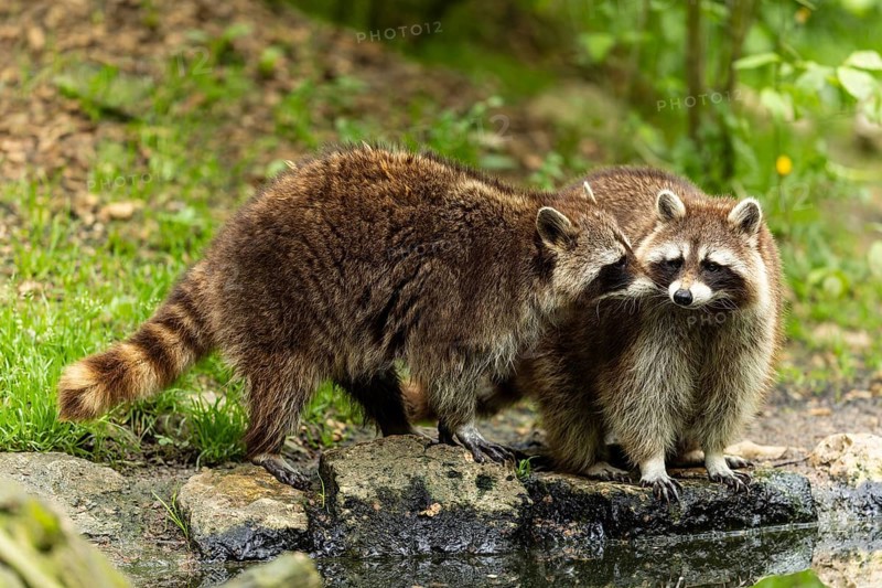 Two raccoons (Procyon lotor)