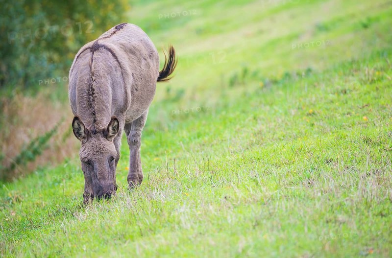 Donkey (Equus asinus asinus) or domestic donkey, completely grey coloured variant with eel line and shoulder cross stands on a dyke and beats with its tail, green meadow, summer, early autumn, looking into the camera, pricked ears, attentive, close-up, portrait, portrait, district Heidekreis, Allertal, Lower Saxony, Germany, Europe