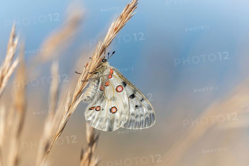 Mountain Apollo butterfly (Parnassius apollo) in a meadow. Drome, Alpes de haute Provence, France, Europe