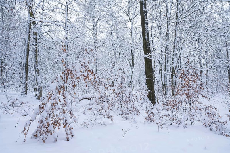 Snow-covered deciduous forest in winter, Hainich National Park, Thuringia, Germany, Europe