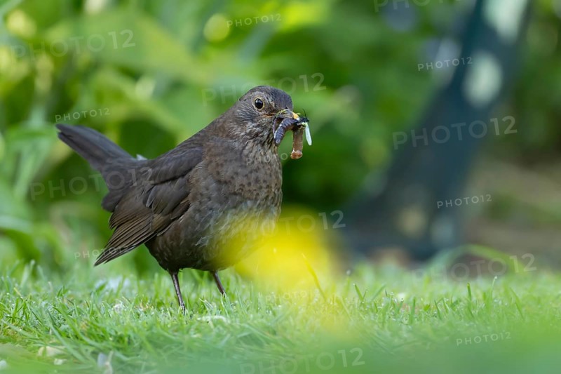 European blackbird (Turdus merula) adult female bird with a beak full of food in its beak on a garden lawn, England, United Kingdom, Europe