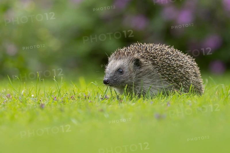European hedgehog (Erinaceus europaeus) adult animal on a garden grass lawn in the summer, Suffolk, England, United Kingdom, Europe