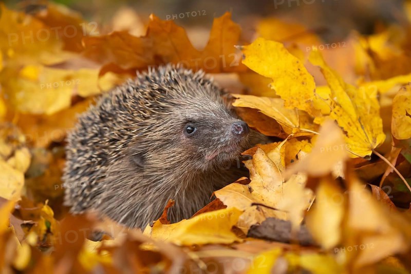 European hedgehog (Erinaceus europaeus) adult animal on fallen autumn leaves in a garden, Suffolk, England, United Kingdom, Europe