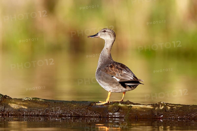 Gadwall (Mareca strepera) resting on a floating tree trunk, Flusslandschaft Peenetal nature park Park, Mecklenburg-Western Pomerania, Germany, Europe