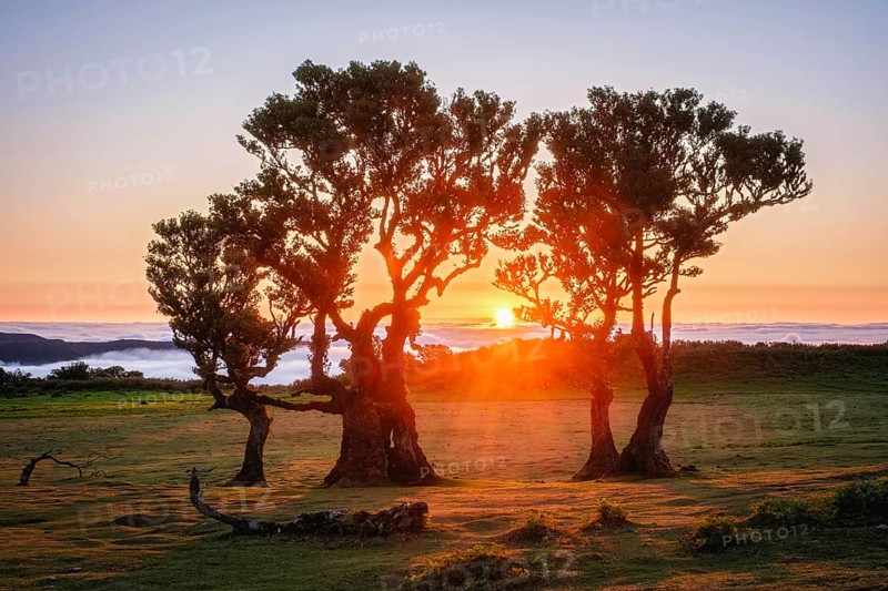 Centuries-old til trees in fantastic magical idyllic Fanal Laurisilva forest on sunset. Madeira island, Portugal, Europe