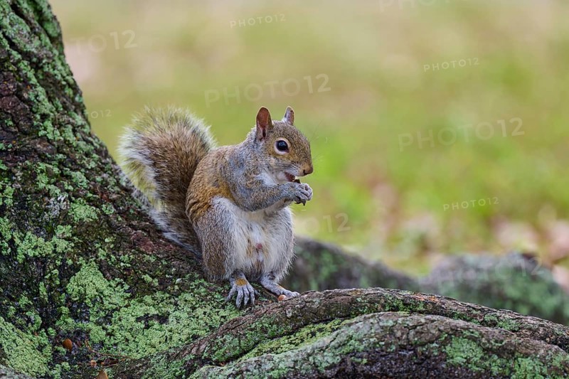 American grey squirrel (Sciurus carolinensis), sitting on a tree root in a green and natural environment, Pembroke Pines, Florida, USA, North America