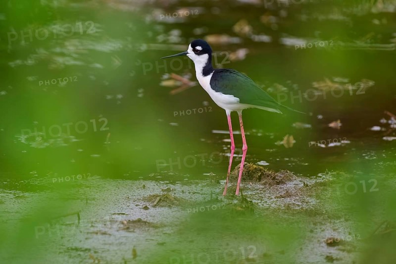 Black-necked Stilt (Himantopus mexicanus), Wakodahatchee Wetlands, Delray Beach, Florida, USA, North America