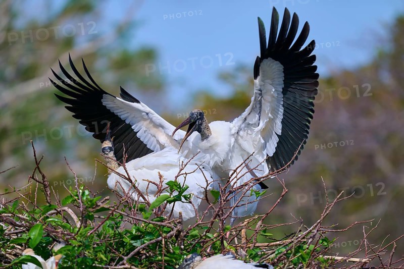 Wood Stork (Mycteria americana), with spread wings perches on a nest made of branches in a natural setting, Wakodahatchee Wetlands, Delray Beach, Florida, USA, North America