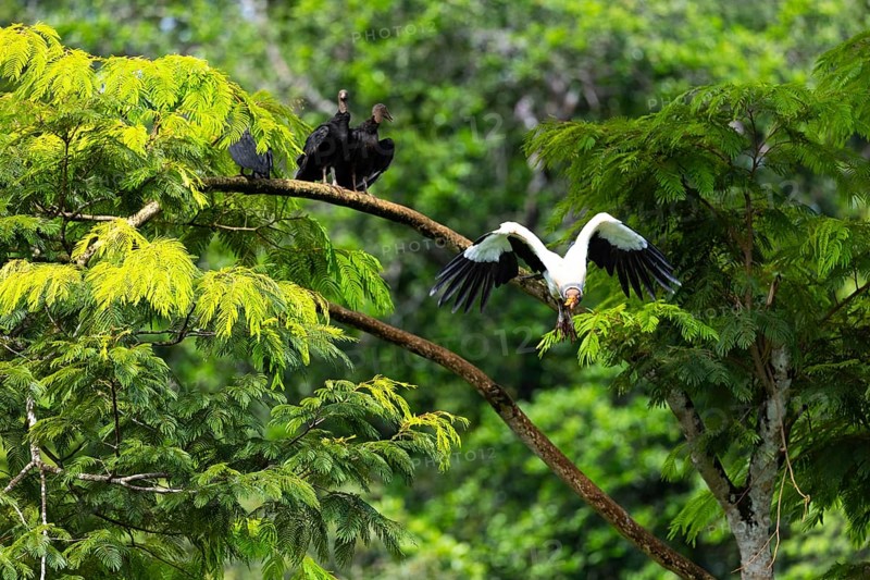 King vulture (Sarcoramphus papa), cock, vulture birds (Aegypiinae), Laguna del Lagarto Lodge, Alajuela, Costa Rica, Central America