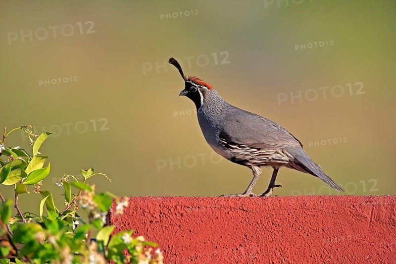 Gambel's quail (Callipepla gambelii), adult, male, alert, Sonoran Desert, Arizona, North America, USA, North America