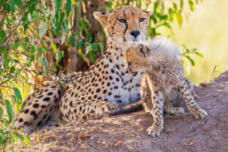 Cheetah (Acinonyx jubatus) with a cub lying and resting in the shade under a bush on the savannah, Maasai Mara National Reserve, Kenya, Africa