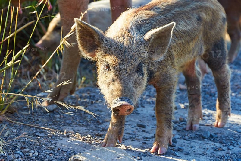 A piglet stands on a sunlit country lane, farm animals, Mani Peninsula, Peloponnese, Greece, Europe