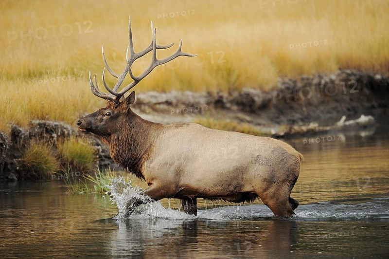 Wapiti (Cervus canadensis, Cervus elaphus canadensis), male crossing a river, Yellowstone National Park, Wyoming, USA, North America