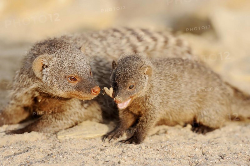 Banded mongoose (Mungos mungo) with juvenile, captive, occurrence in Africa