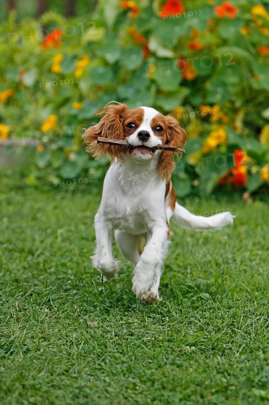 Cavalier King Charles Spaniel, kitten