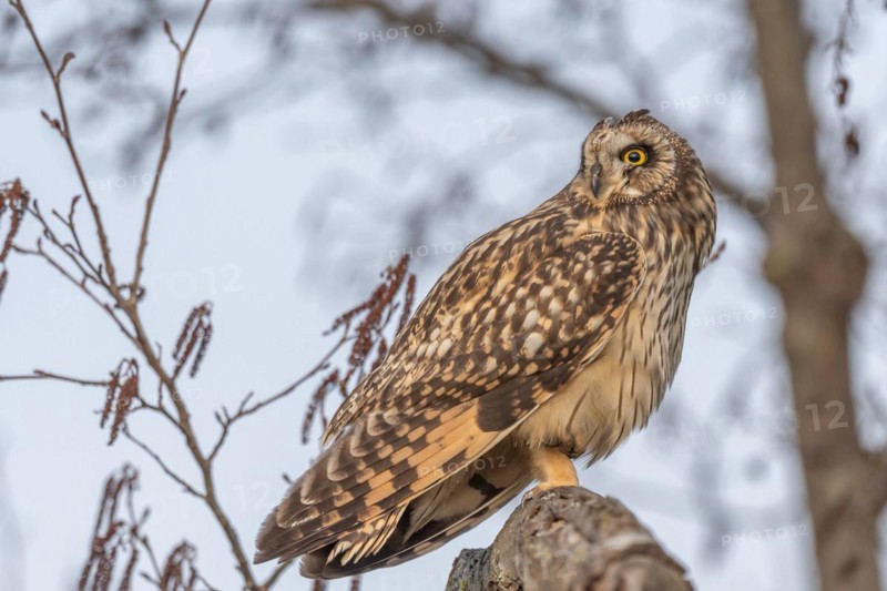 Short-billed Owl (Asio flameus) sitting on a branch. Bas Rhin, Alsace, France, Europe