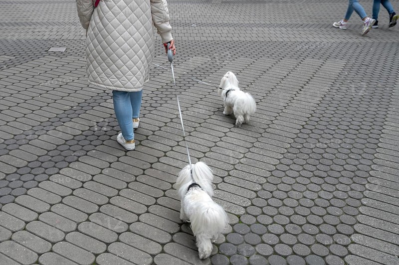 City walk with two Maltese dogs, Nuremberg, Middle Franconia, Bavaria, Germany, Europe