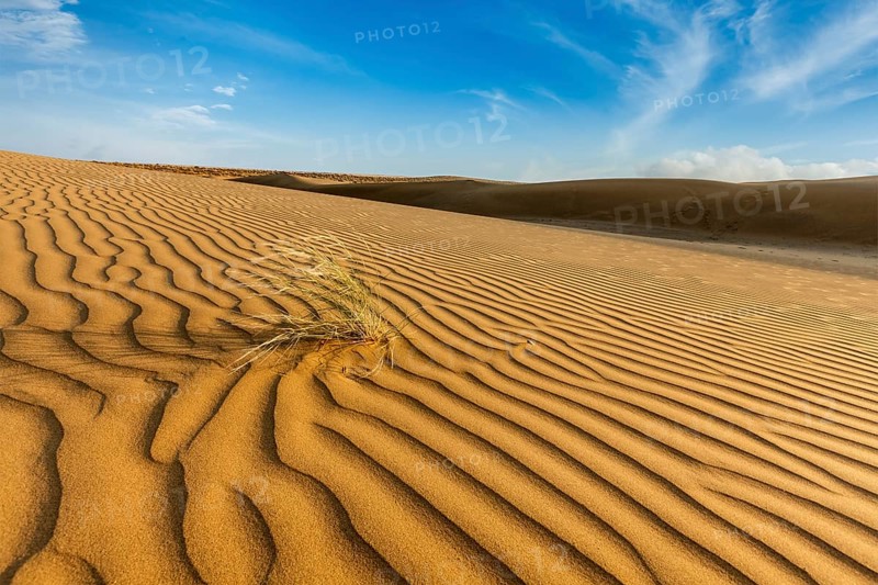 Dunes of Thar Desert. Sam Sand dunes, Rajasthan, India, Asia