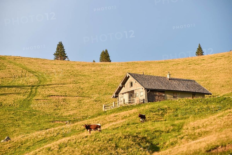 Evening atmosphere on the Hochalm with alpine hut and cows, Sonntagshorn, Chiemgau Alps, Salzburger Land, Austria, Europe