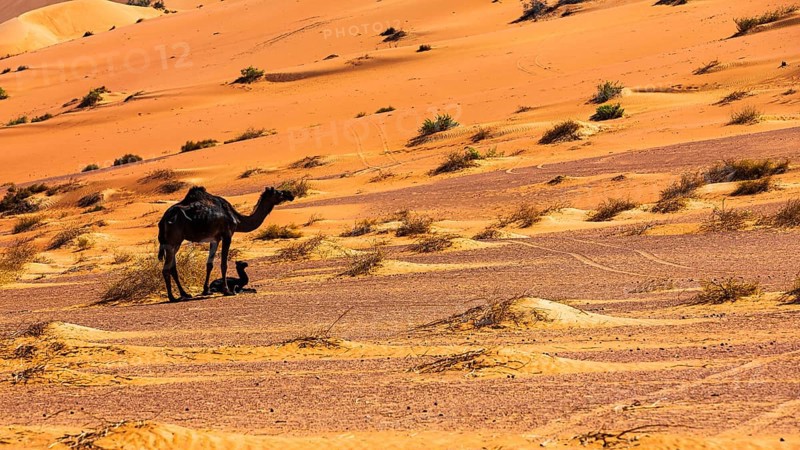 Black camel (Camelidae) with young in the Rub al Khali desert, Dhofar province, Arabian Peninsula, Sultanate of Oman