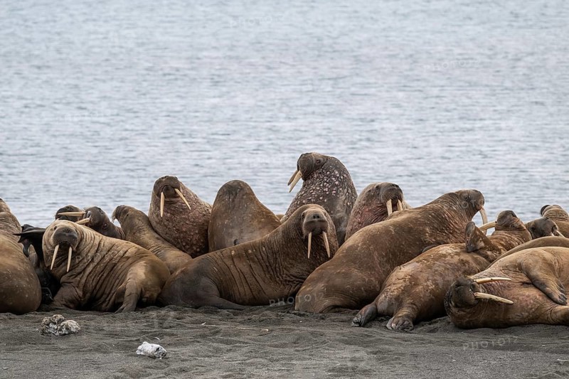 Walrus (Odobenus rosmarus), walrus, Kiepertøya, Svalbard and Jan Mayen archipelago, Norway, Europe