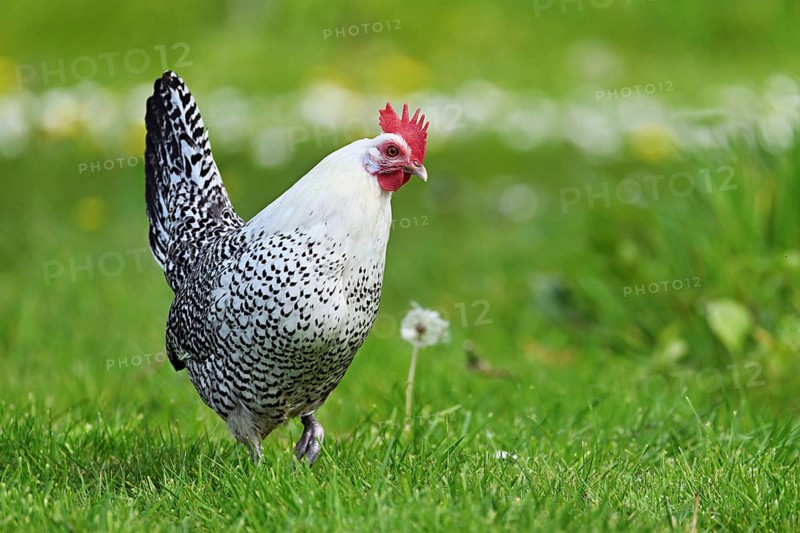 East Frisian Gull standing in a meadow, chicken breed with good utilisation characteristics, Texel, North Holland, Netherlands