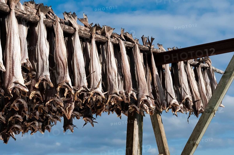 Cod from the Barents Sea, dried fish production, Reine, Lofoten Island Moskenesøya, Moskenesoya, Lofoten, Northern Norway, Norway, Europe