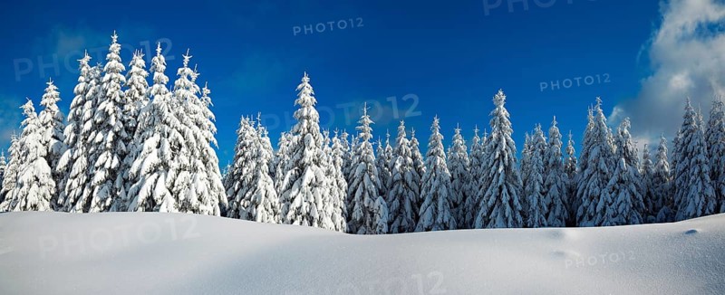Panorama, snow-covered winter landscape, snow-covered spruces and sparkling snow crystals, Harz National Park, Saxony-Anhalt, Germany, Europe