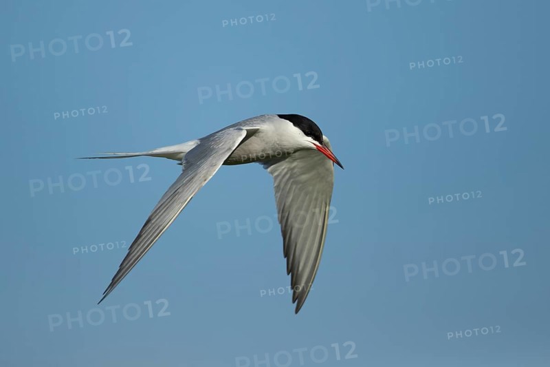 Common tern (Sterna hirundo) adult bird flying in the summer, England, United Kingdom, Europe