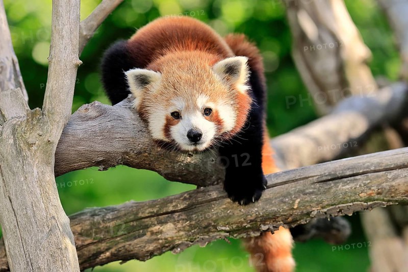 Western Red panda Ailurus fulgens), adult, portrait, on tree, captive, Himalaya, Central Asia
