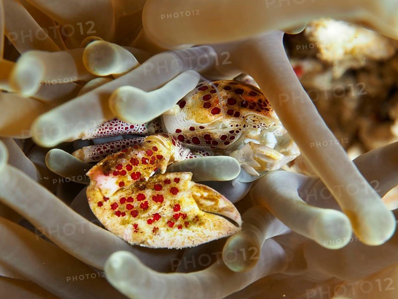 Porcelain crab, spotted porcelain crab (Neopetrolisthes maculatus), sits protected between the tentacles of a sea anemone, dive site SD, Nusa Ceningan, Nusa Penida, Bali, Indonesia, Asia