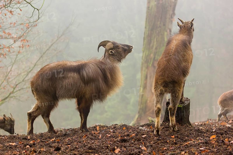 A male and a female Himalayan Tahr (Hemitragus jemlahicus) stand in the forest on a foggy day
