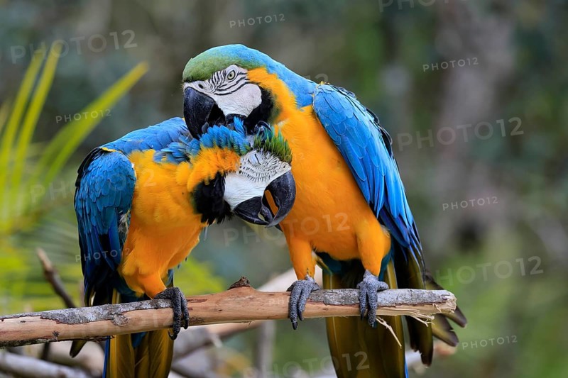 Yellow-breasted Macaw (Ara ararauna), adult, perch, pair, social behaviour, plumage care, South America
