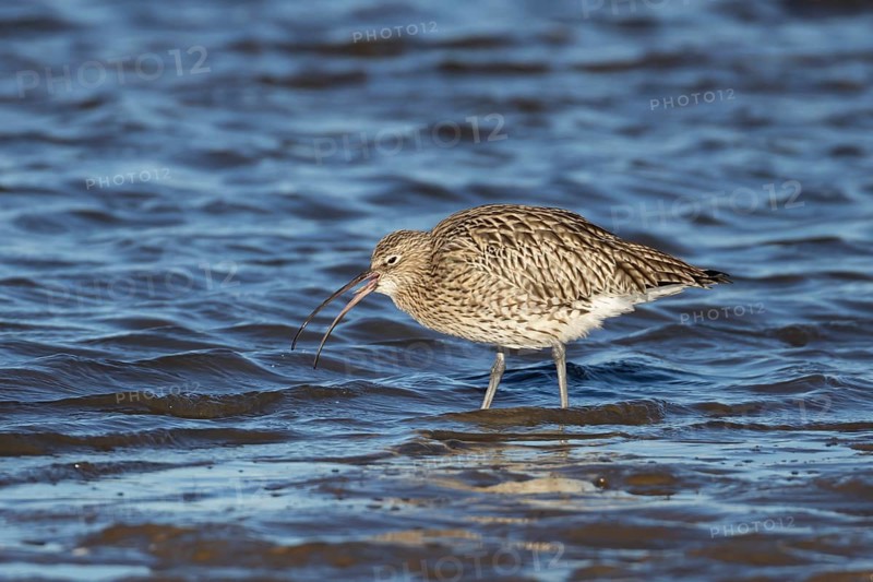 Eurasian curlew (Numenius arquata) adult bird feeding on a coastline, Norfolk, England, United Kingdom, Europe